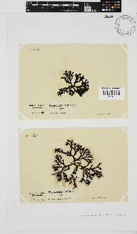 Peyssonnelia replicata image