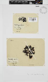 Peyssonnelia replicata image