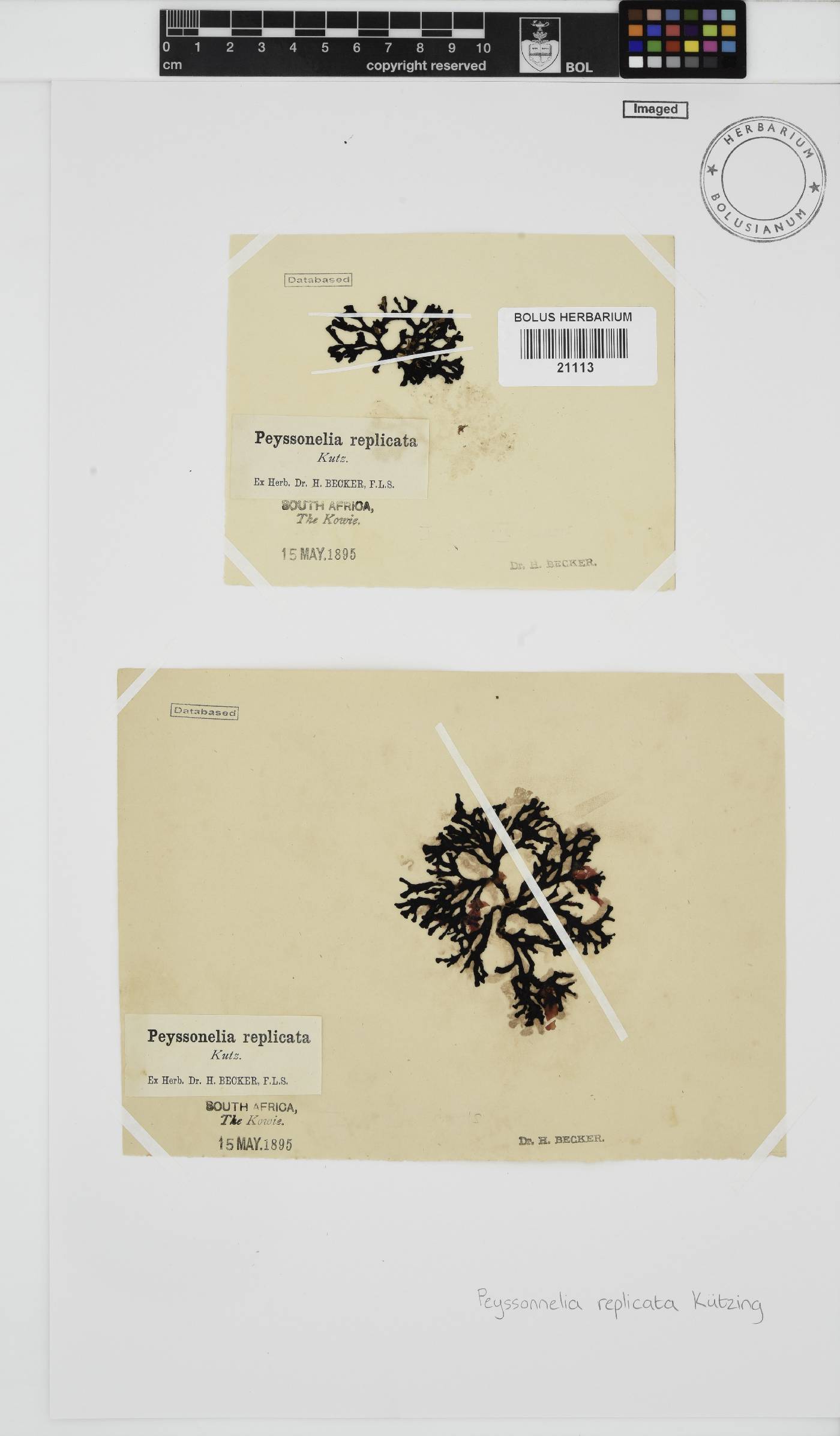 Peyssonnelia image