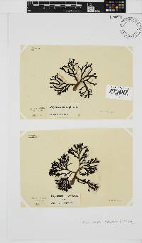 Peyssonnelia replicata image