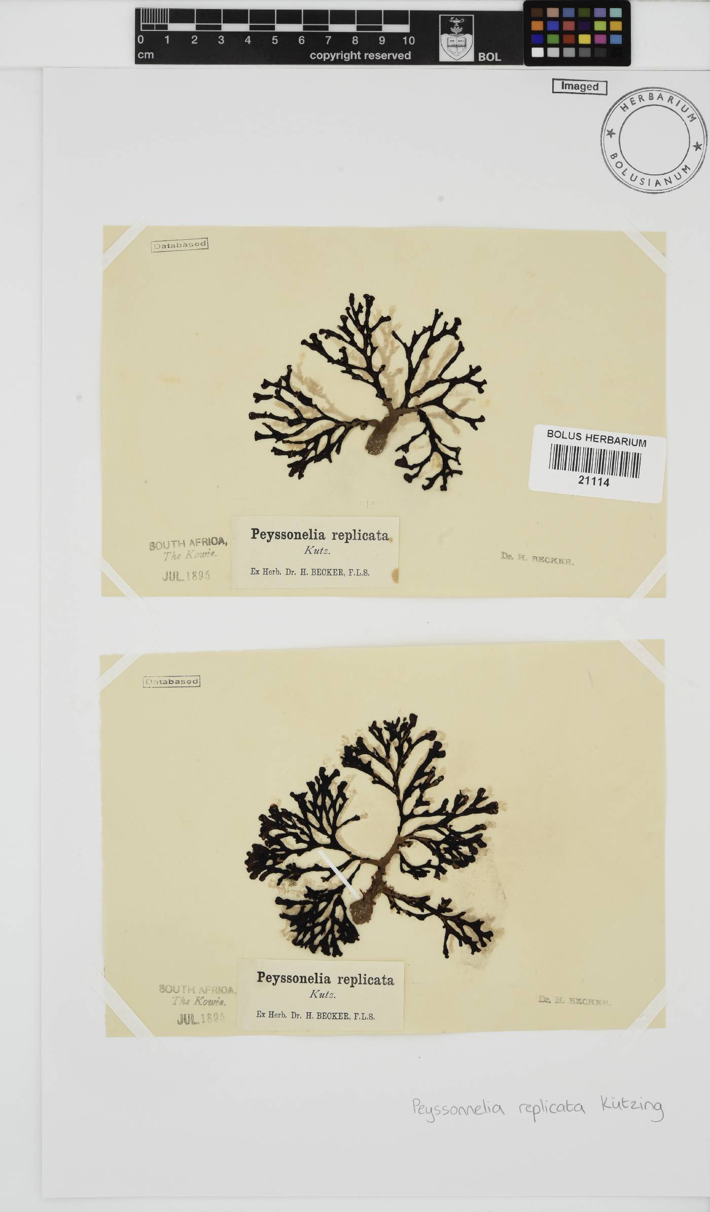 Peyssonnelia replicata image