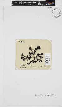 Peyssonnelia replicata image
