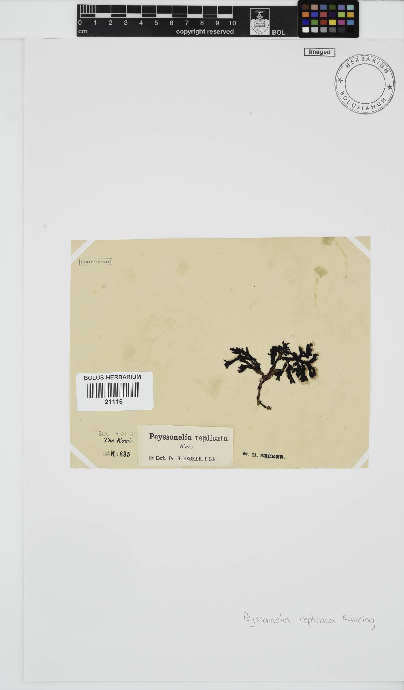 Peyssonnelia replicata image