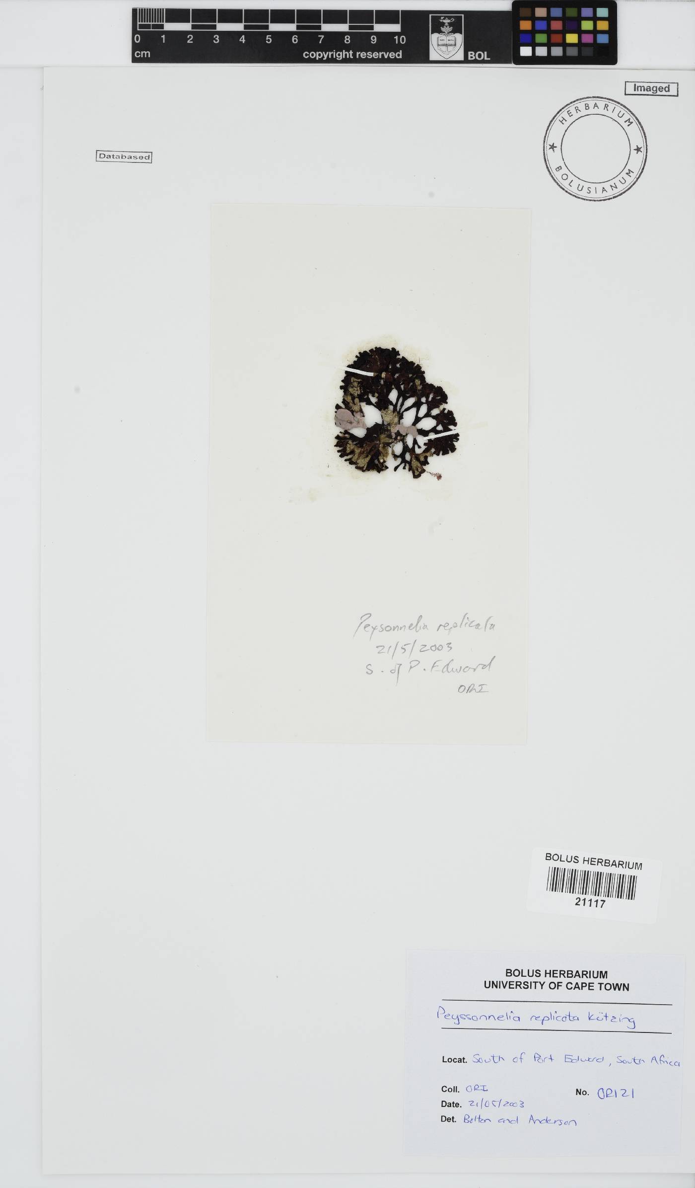 Peyssonnelia replicata image