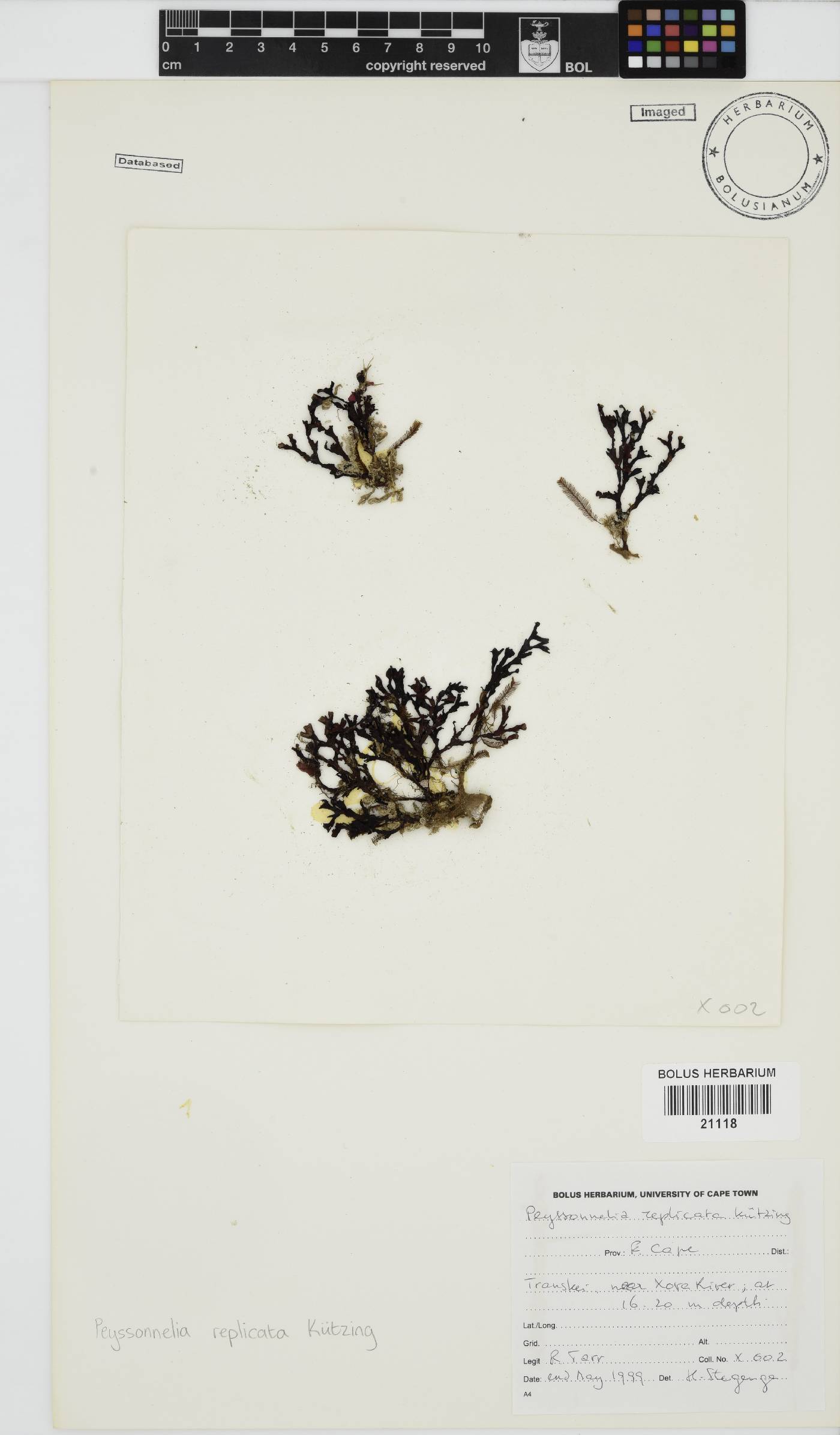 Peyssonnelia replicata image
