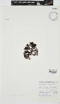 Peyssonnelia replicata image