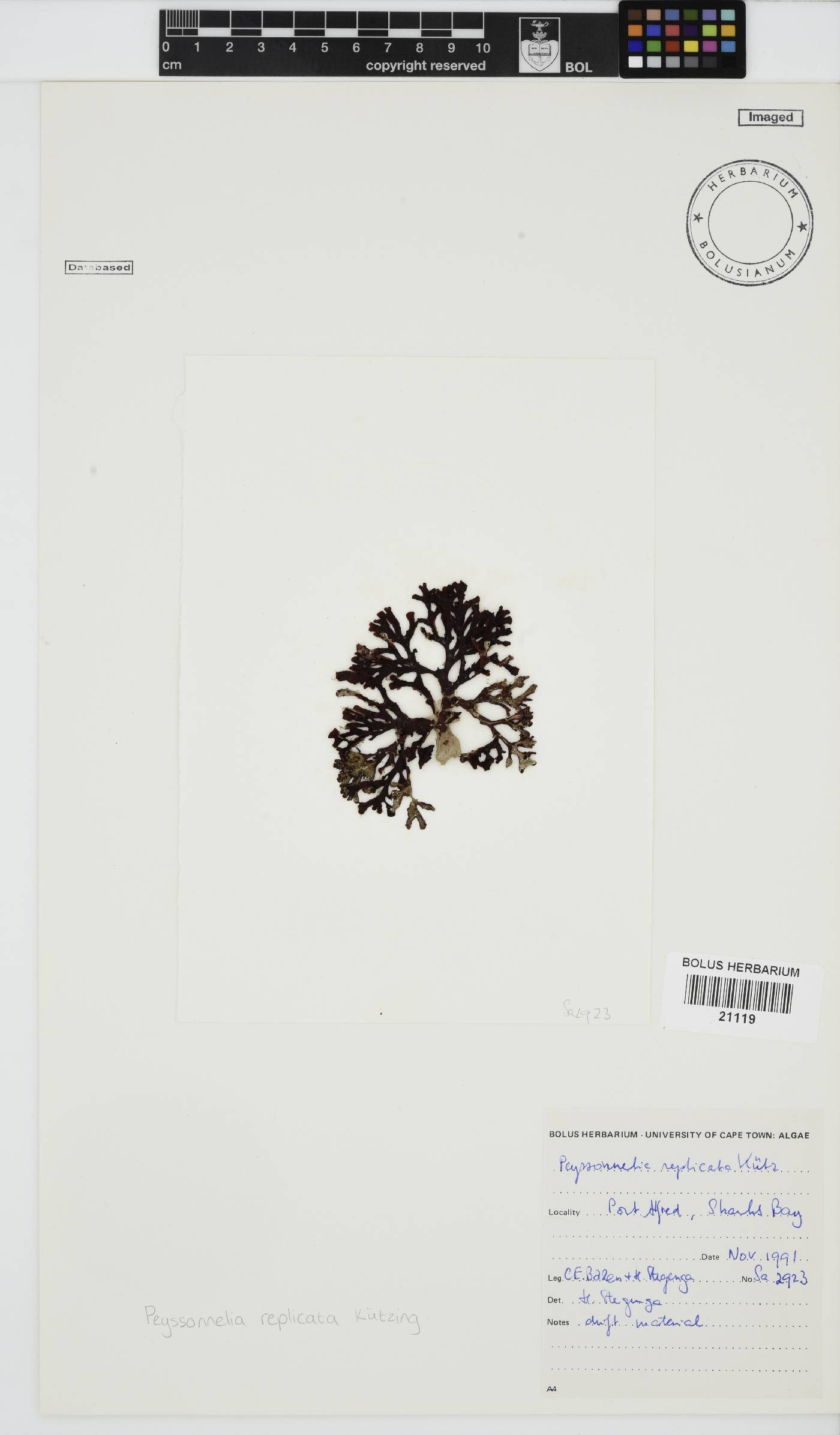 Peyssonnelia image