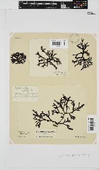Peyssonnelia replicata image