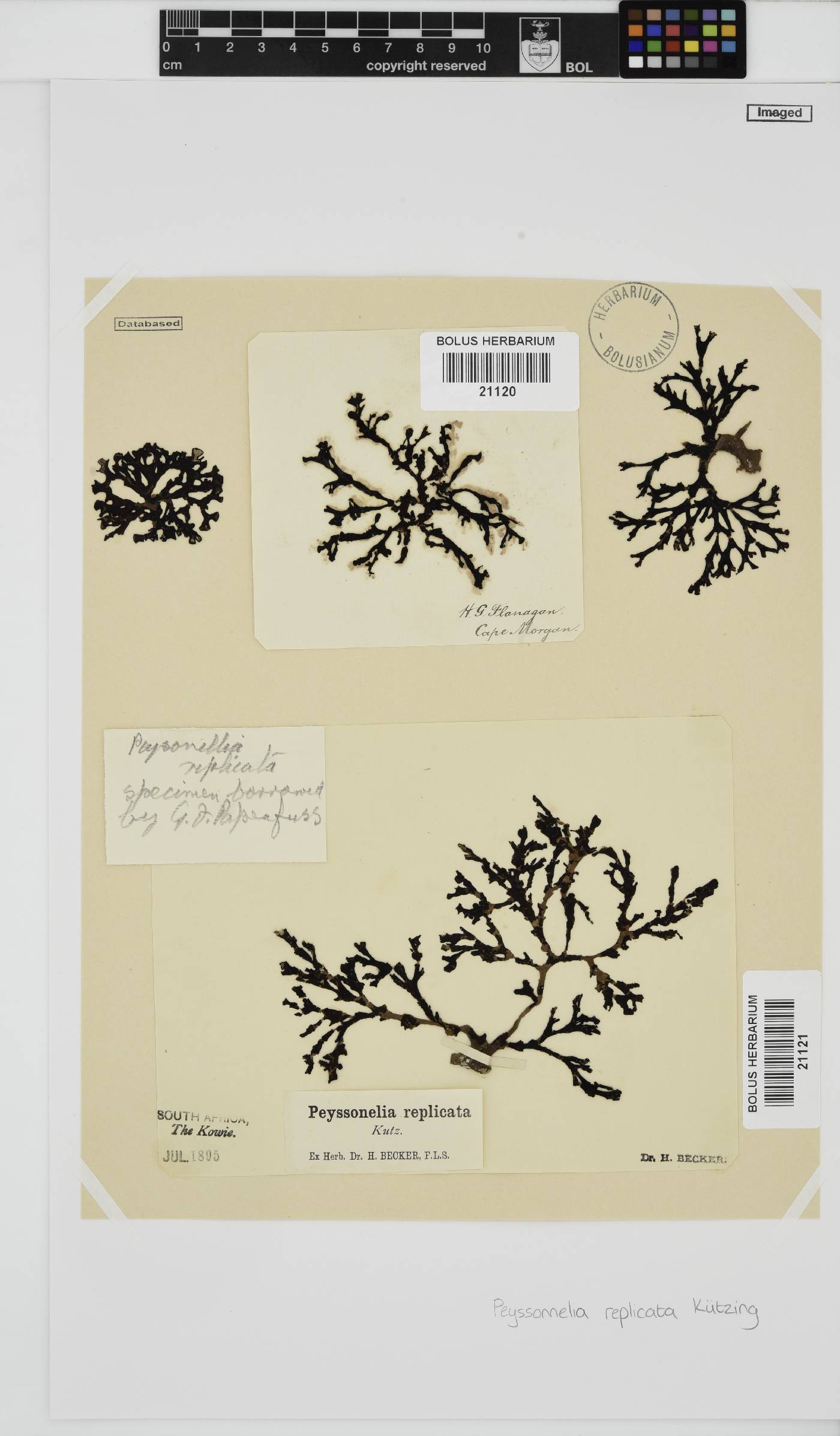 Peyssonnelia replicata image