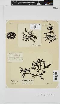 Peyssonnelia replicata image