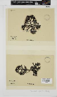 Peyssonnelia replicata image