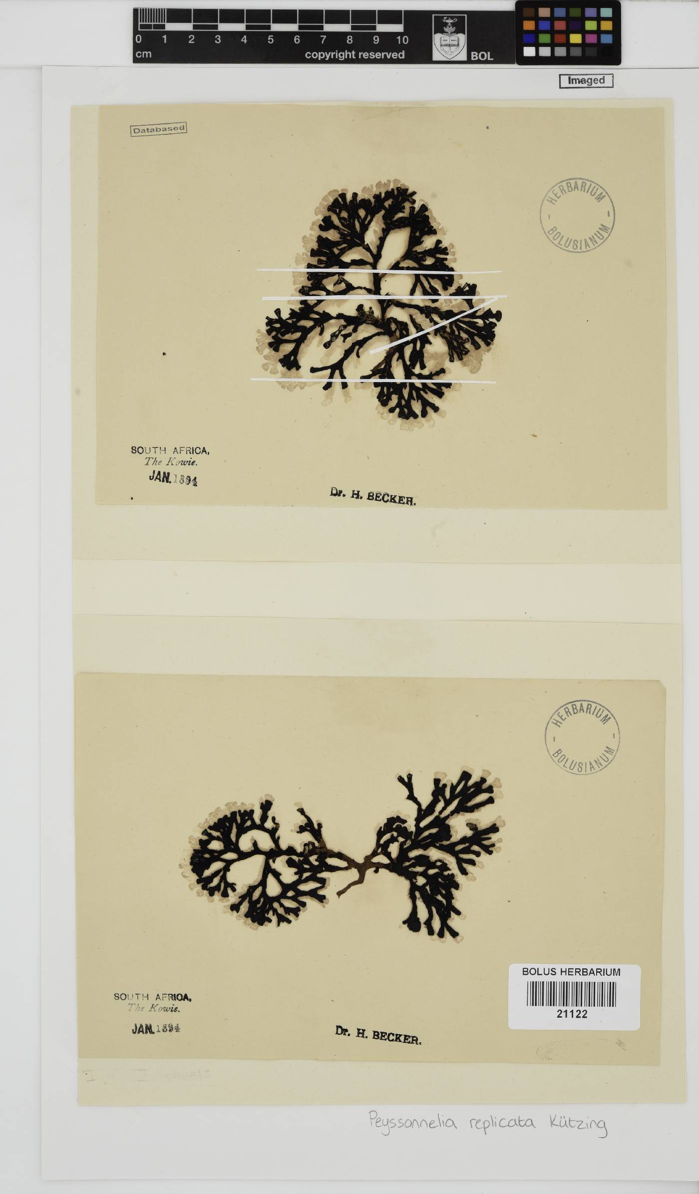 Peyssonnelia replicata image