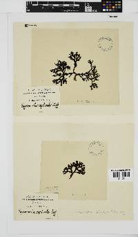 Peyssonnelia replicata image