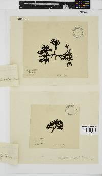 Peyssonnelia replicata image