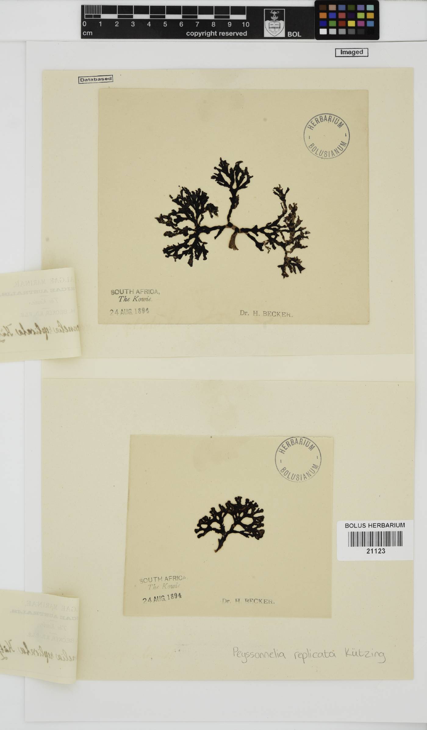 Peyssonnelia replicata image