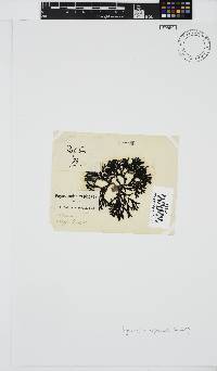 Peyssonnelia replicata image