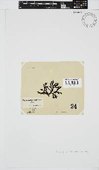 Peyssonnelia replicata image