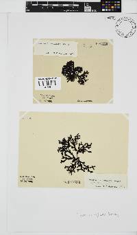 Peyssonnelia replicata image
