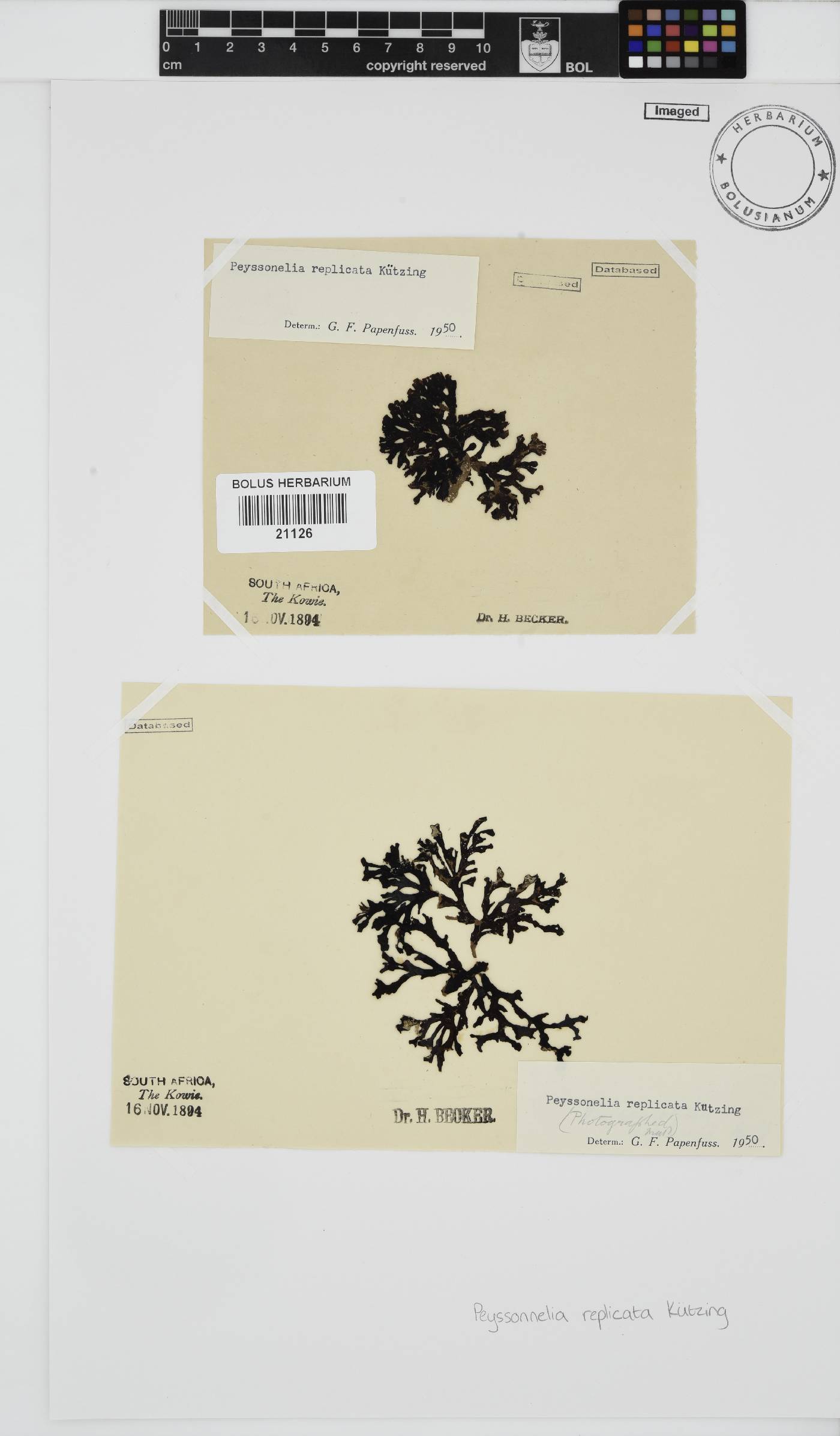 Peyssonnelia image