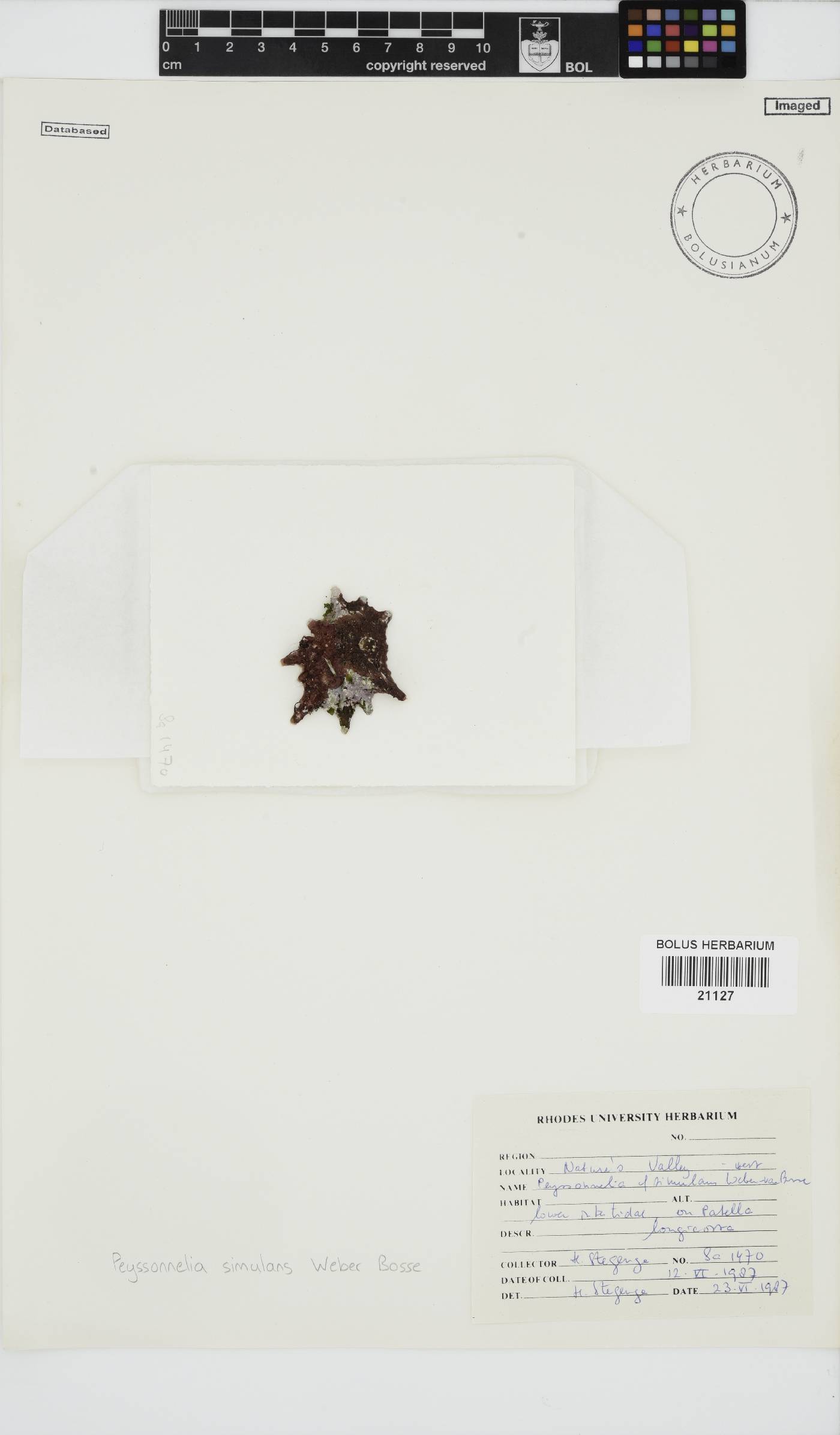 Agissea simulans image