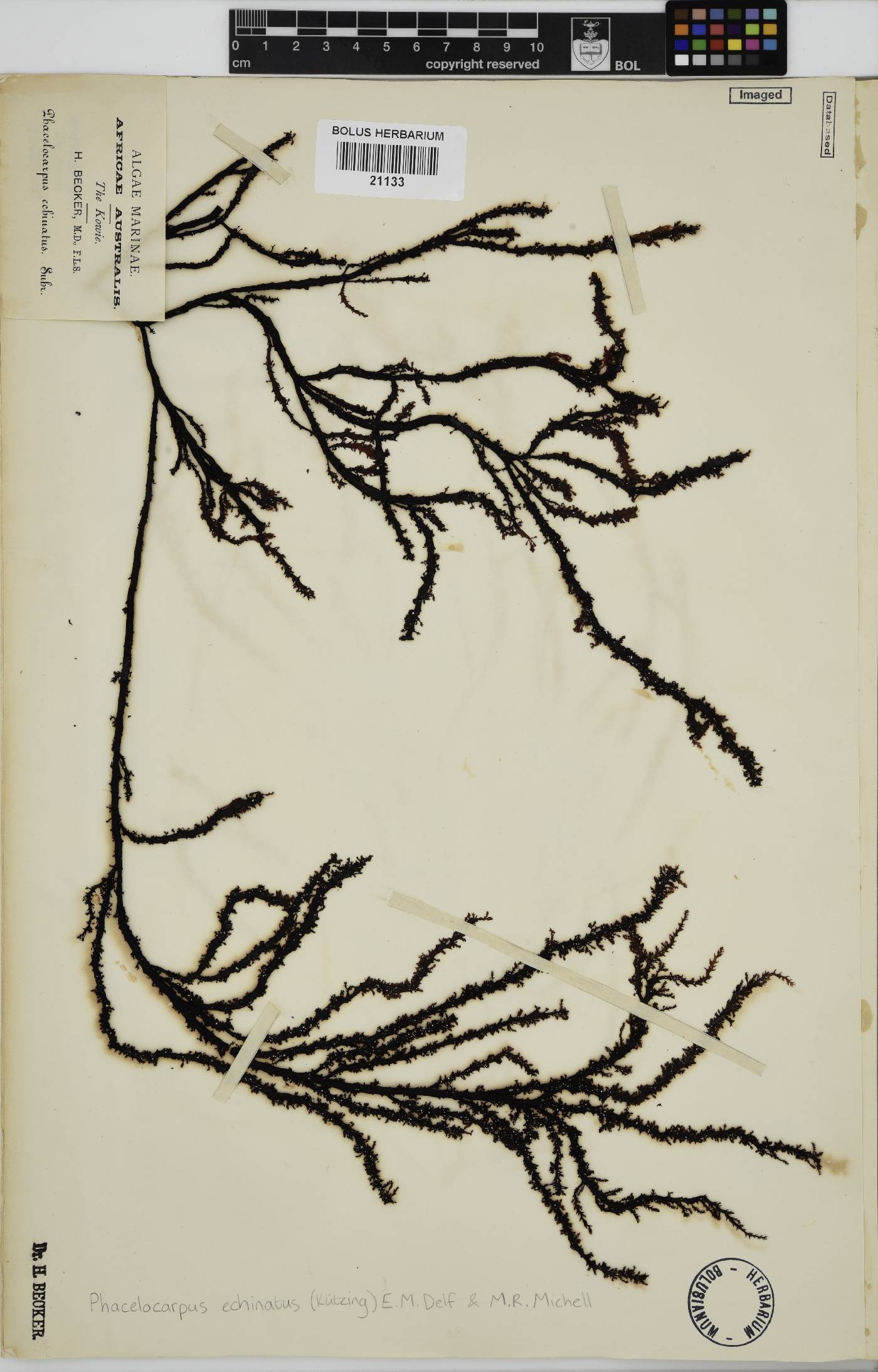 Phacelocarpus echinatus image