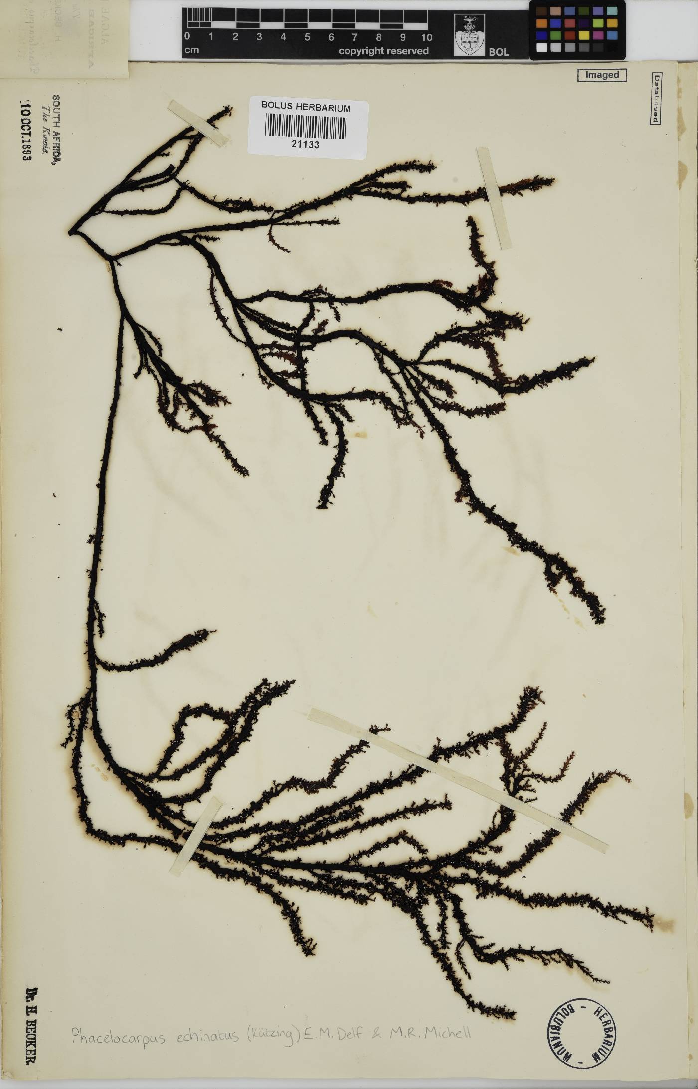 Phacelocarpus echinatus image