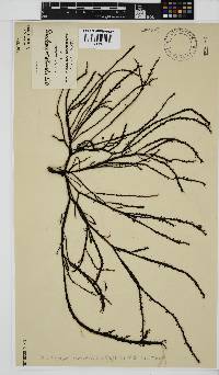 Phacelocarpus echinatus image