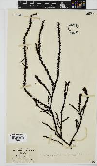 Phacelocarpus echinatus image