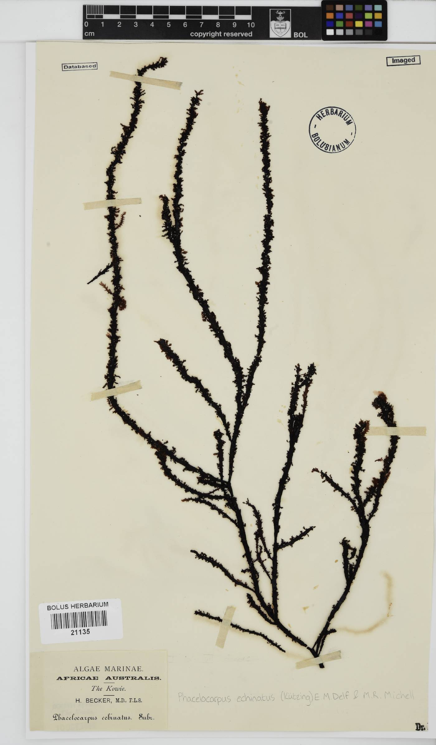 Phacelocarpus echinatus image