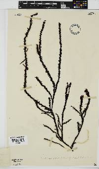 Phacelocarpus echinatus image