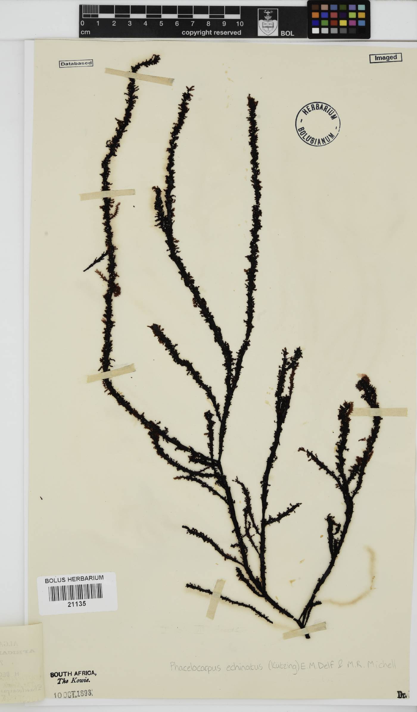 Phacelocarpus echinatus image
