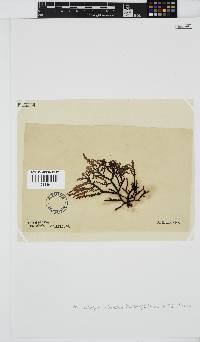 Phacelocarpus echinatus image
