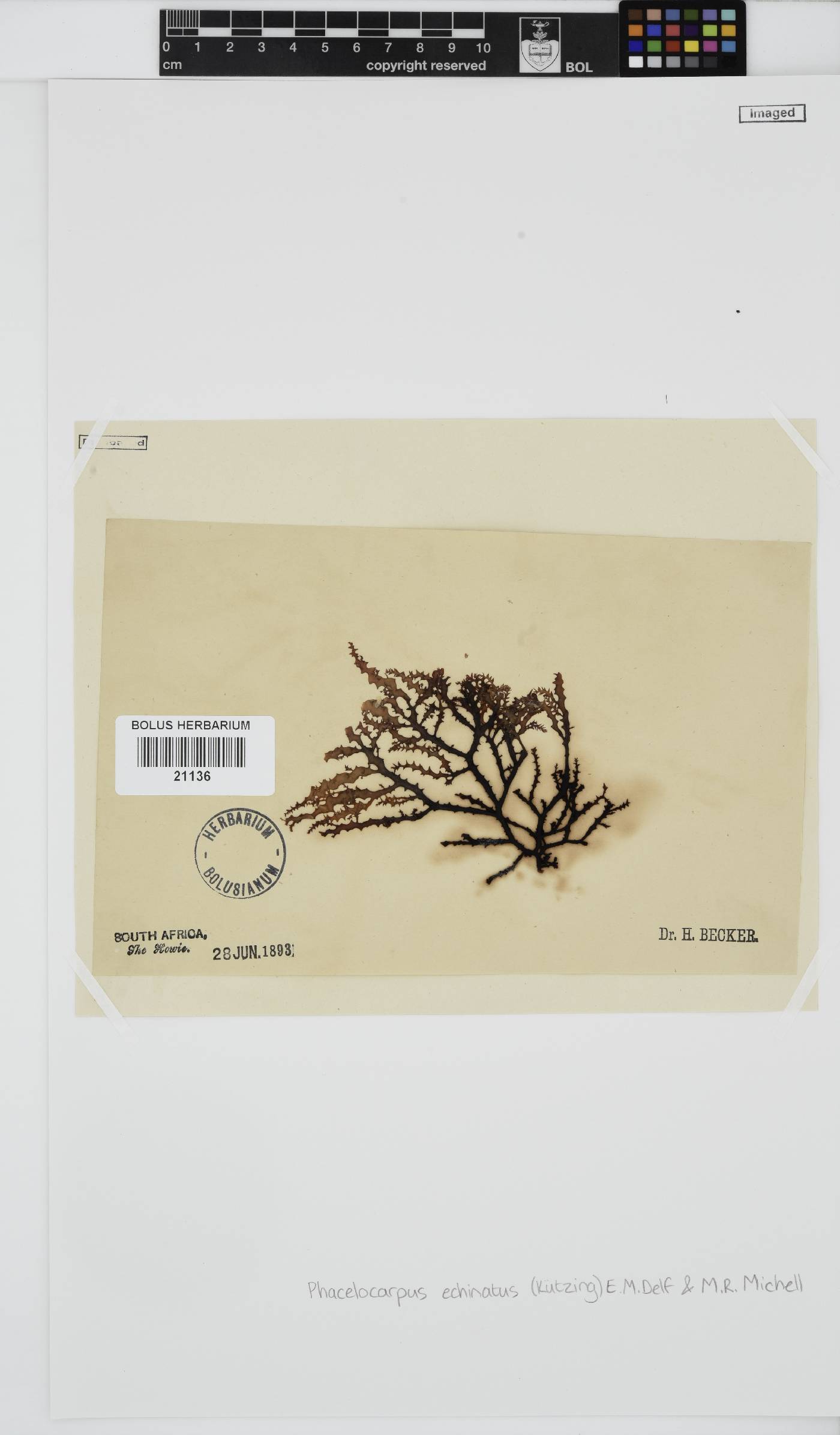 Phacelocarpus echinatus image