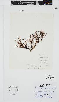 Image of Phacelocarpus oligacanthus