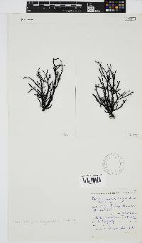 Phacelocarpus oligacanthus image
