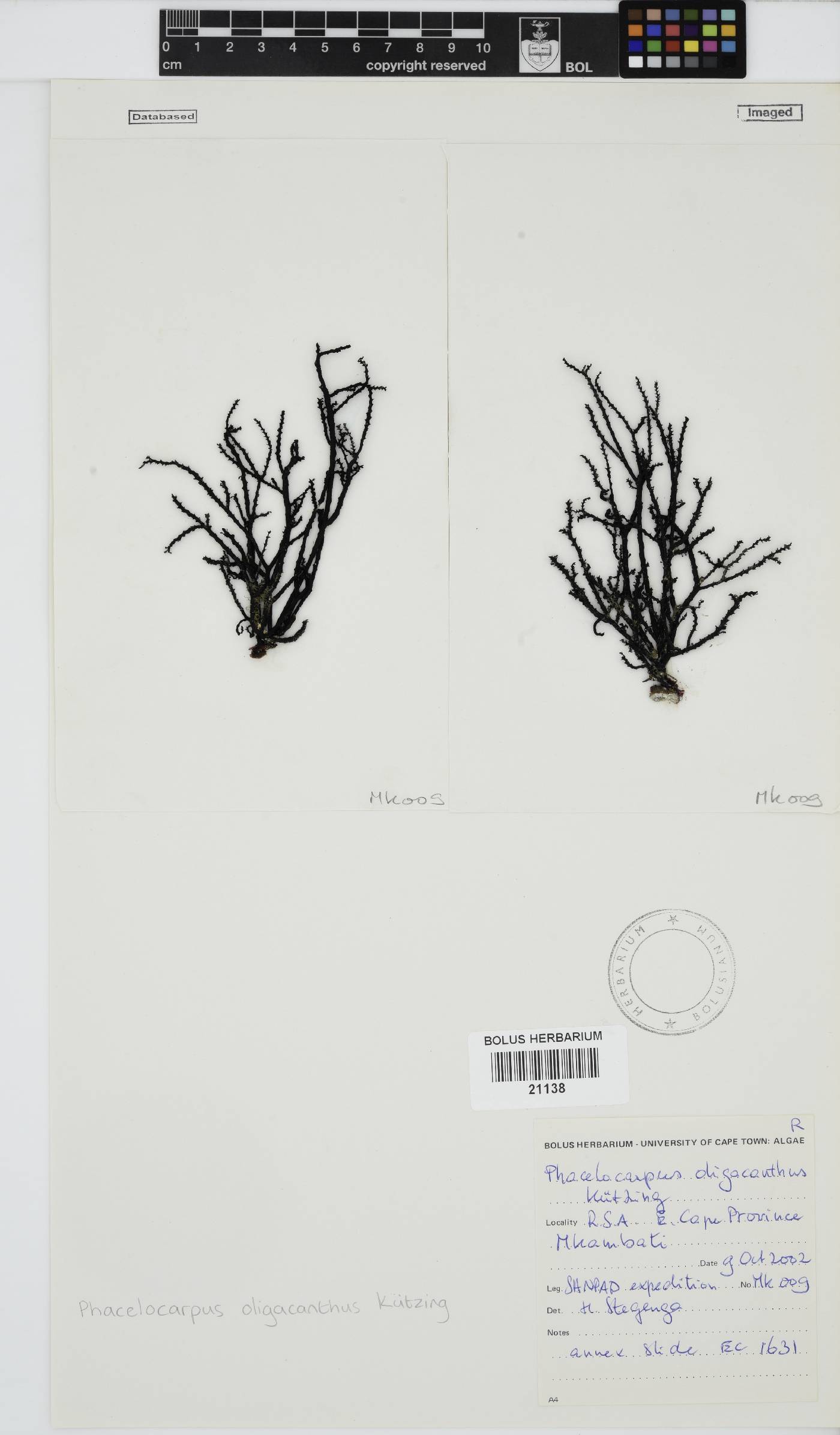 Phacelocarpus image