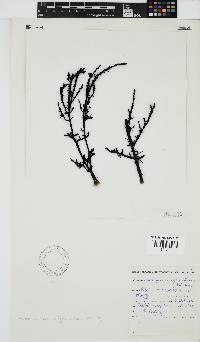 Phacelocarpus oligacanthus image