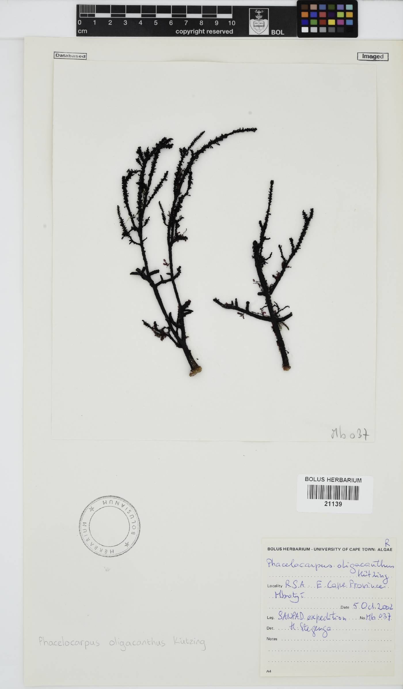 Phacelocarpus oligacanthus image