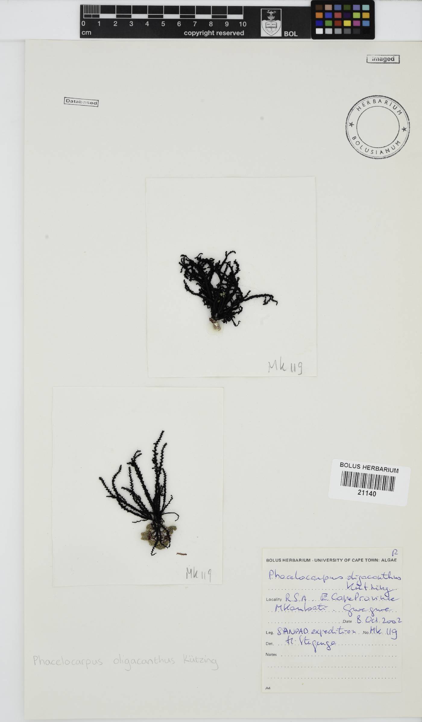 Phacelocarpus oligacanthus image