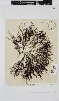 Phacelocarpus tortuosus image