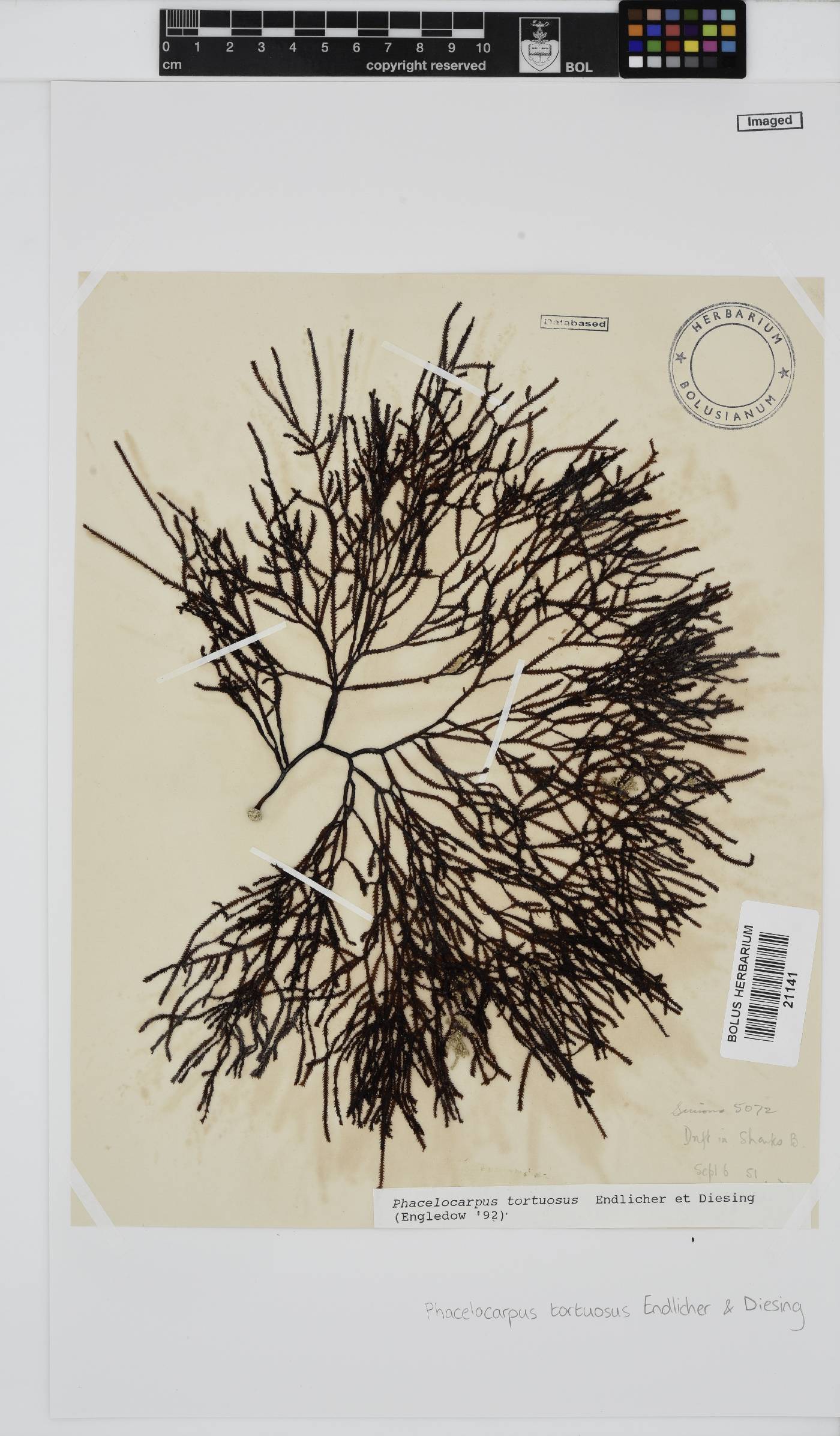 Phacelocarpus tortuosus image