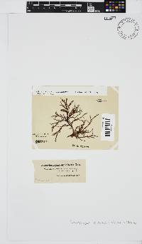 Phacelocarpus tortuosus image