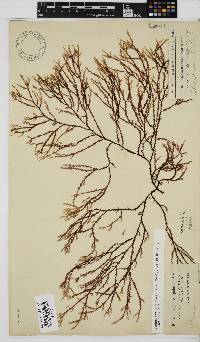 Phacelocarpus tortuosus image