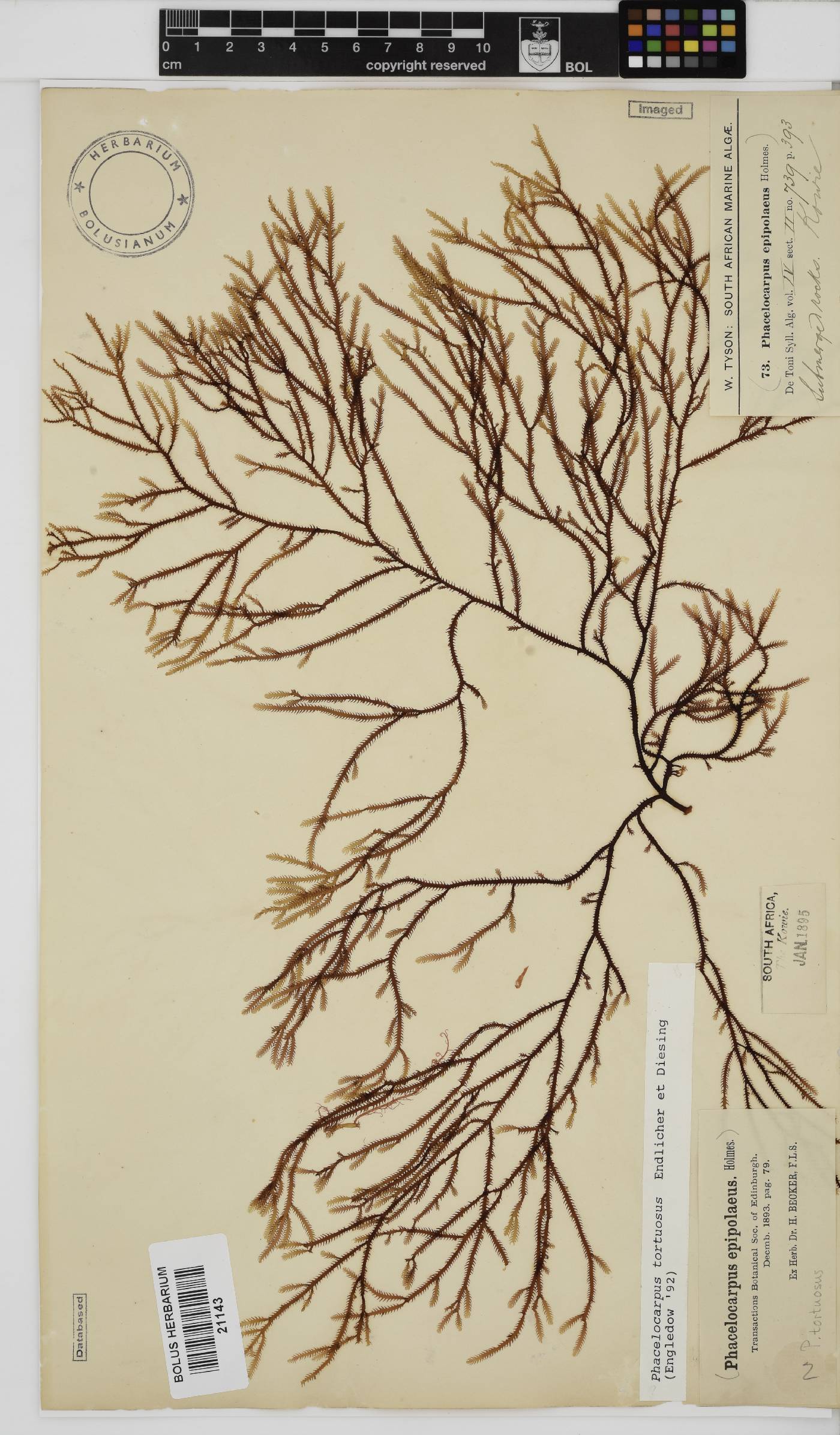 Phacelocarpus tortuosus image