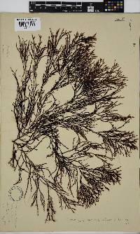 Phacelocarpus tortuosus image