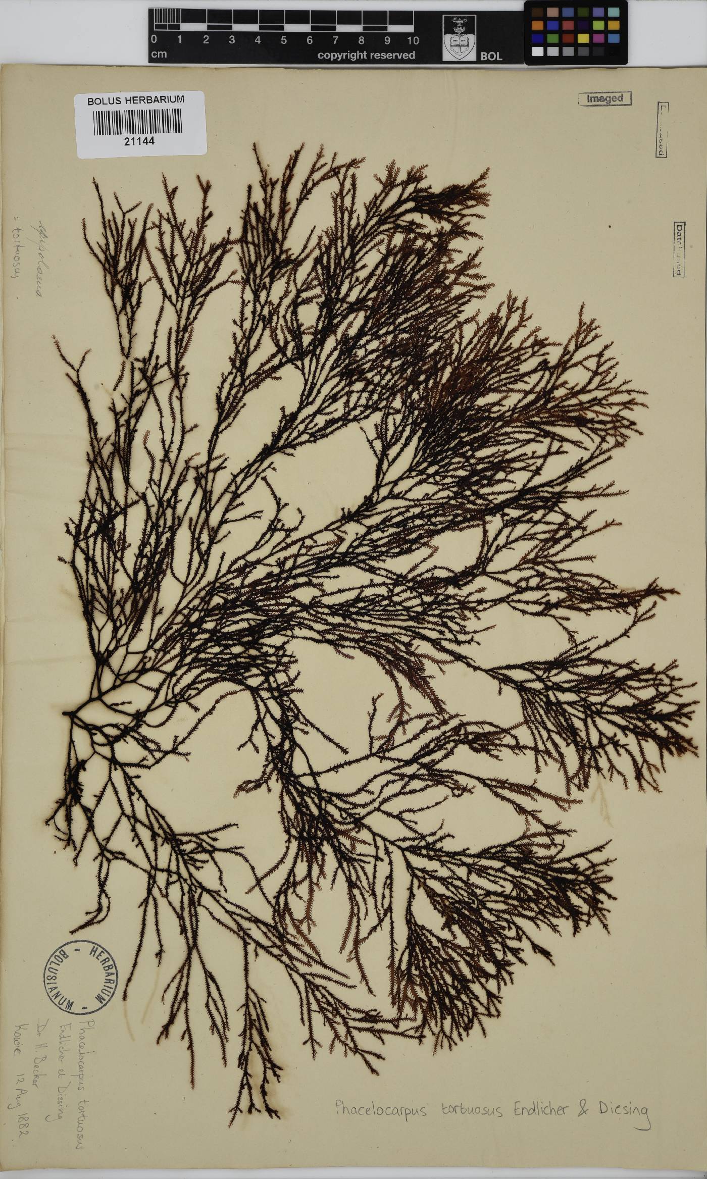Phacelocarpus tortuosus image