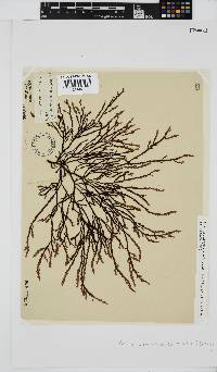 Phacelocarpus tortuosus image