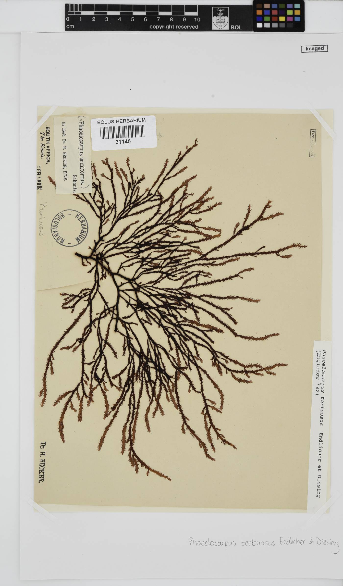 Phacelocarpus tortuosus image