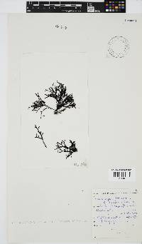 Phacelocarpus tortuosus image