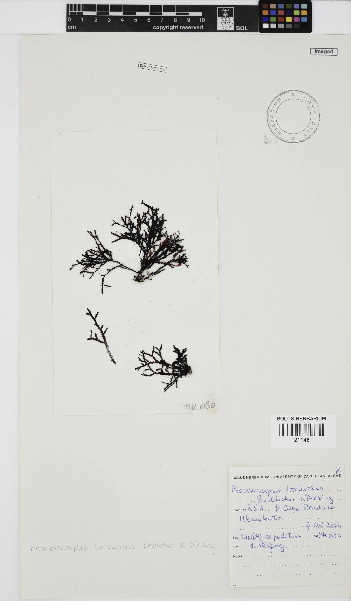 Phacelocarpus tortuosus image